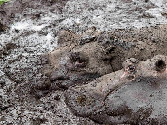 Hippo Mud Pack