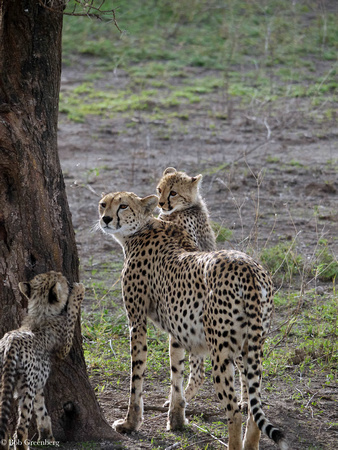 Cheetah Mom and Cubs