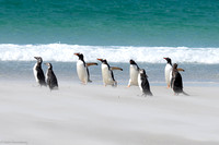 Antarctica, Falklands and South Georgia 2014
