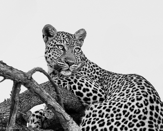 Dreamy leopard