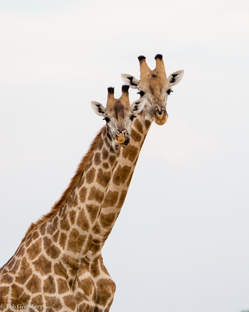 Giraffes on Lookout