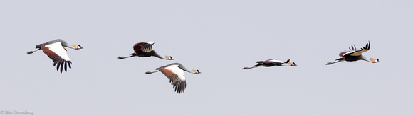 Crowned Crane Flock