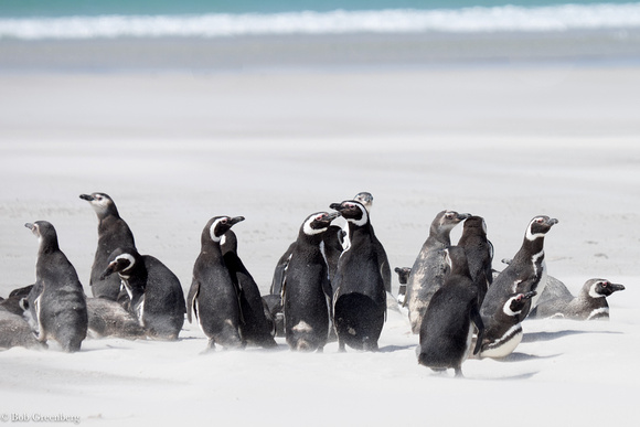 Penguins Returning
