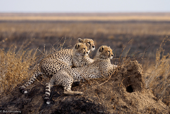 Serengeti cheetahs