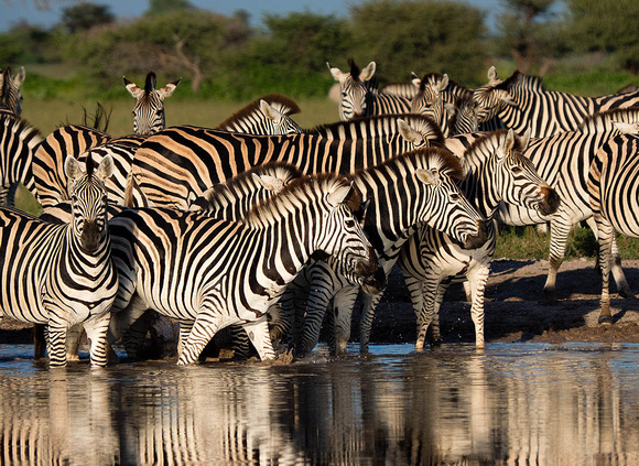 Kalahari Zebras