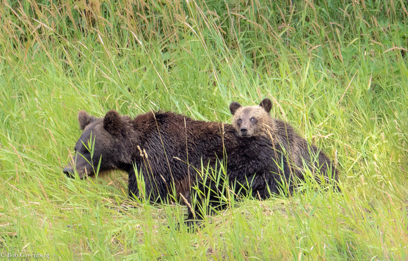 British Columbia Bears