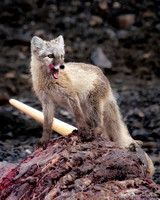 Svalbard Arctic Fox