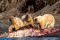 Walrus Feast