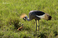 Tanzania Birds 2/2024